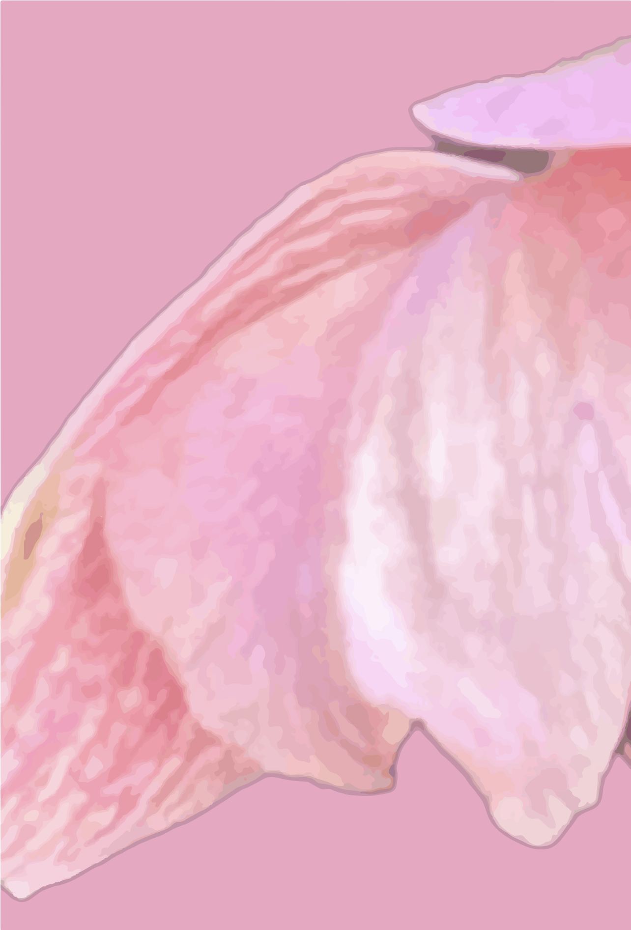 Un pétalo de flor rosa suave sobre un fondo rosa claro