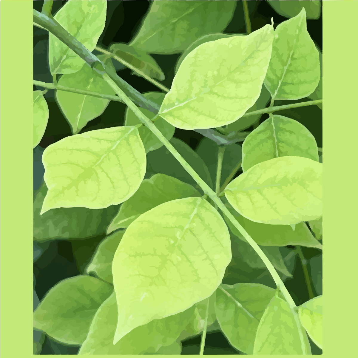 Folhas verde-claro vibrantes em um galho de planta