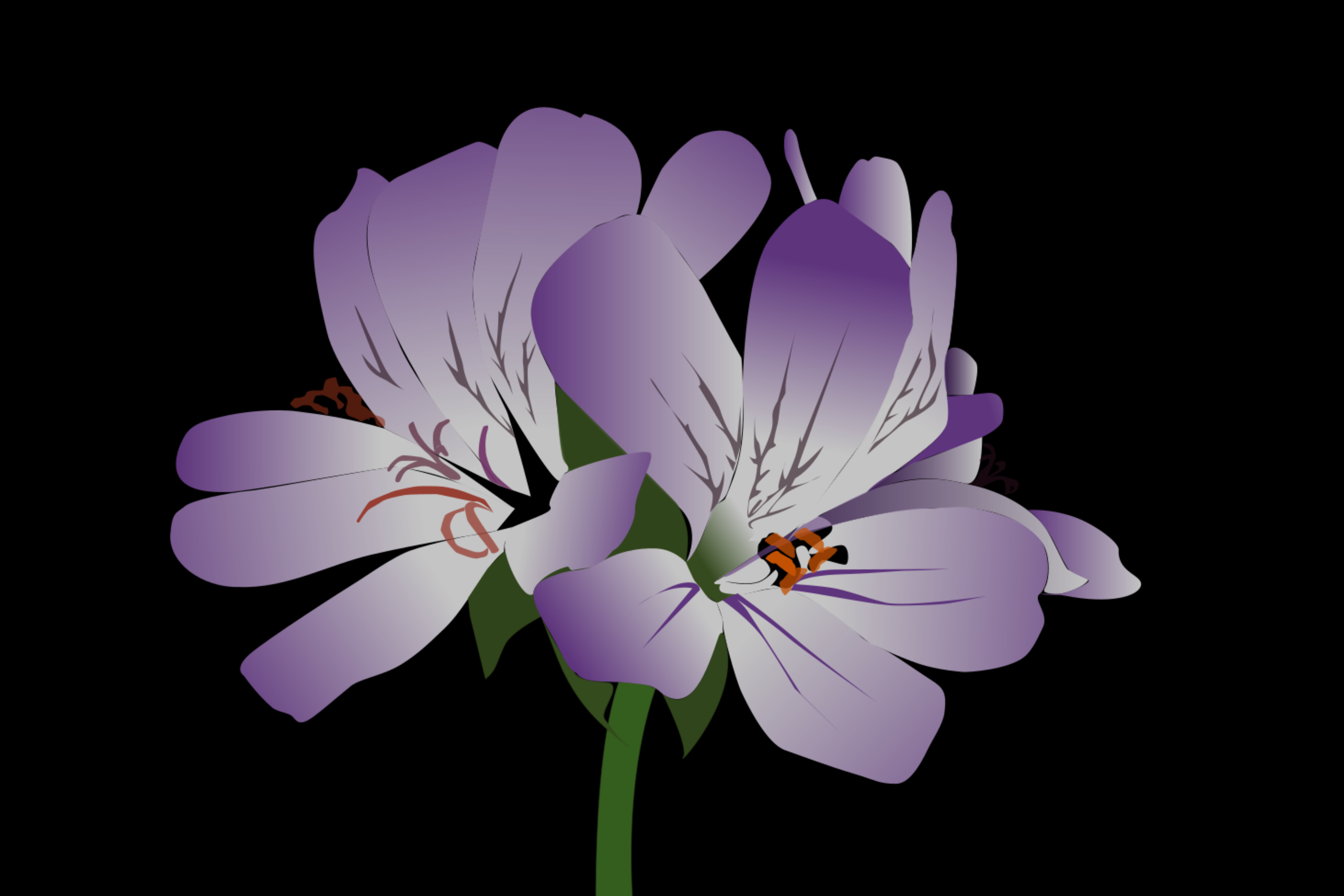 Two purple and white flowers with orange stamens against a black background