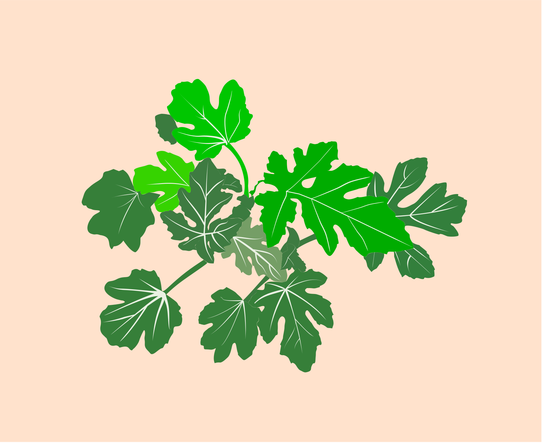 Um cacho de folhas de figueira verdes sobre um fundo rosa claro