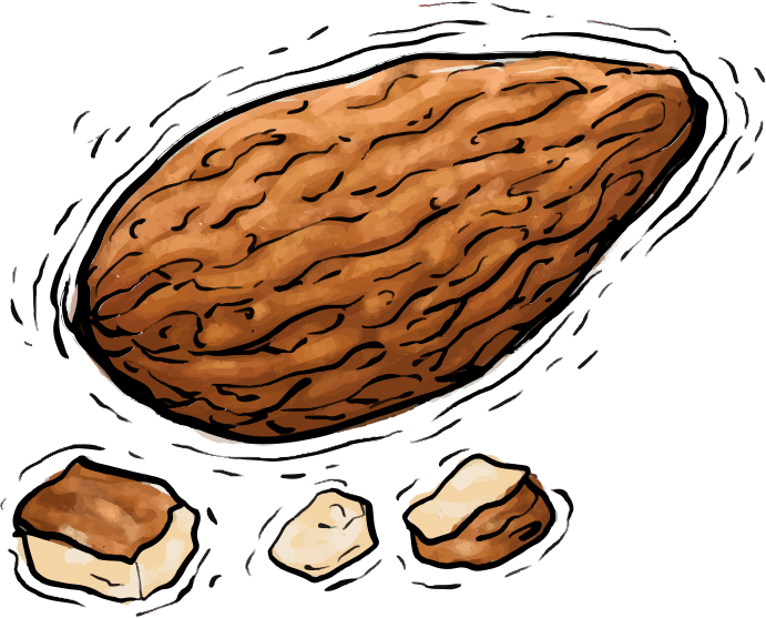Une grande amande brune avec trois petits morceaux de noix sur fond blanc