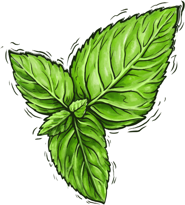 Sekumpulan tiga daun mint hijau cerah dengan garis gelap.