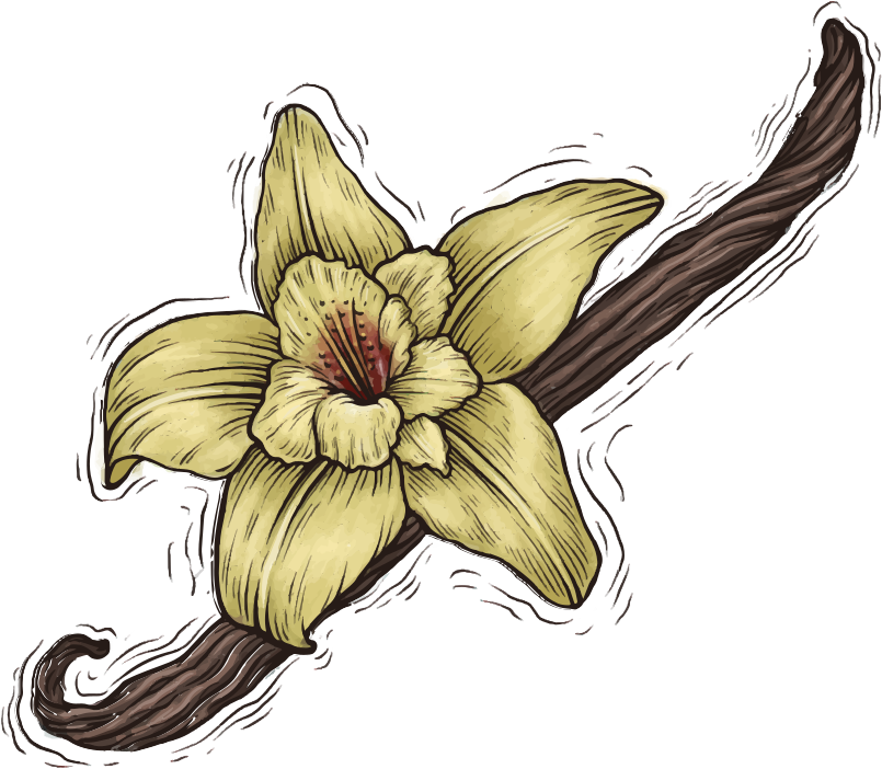 Un fiore di vaniglia giallo con un baccello di baccello di vaniglia marrone