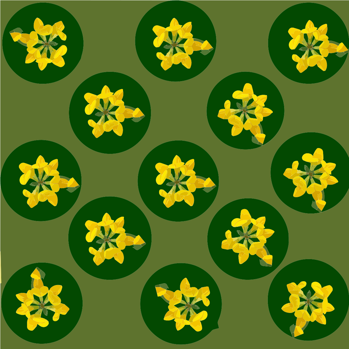 Racimos de flores amarillas dispuestos en círculos verde oscuro sobre un fondo oliva