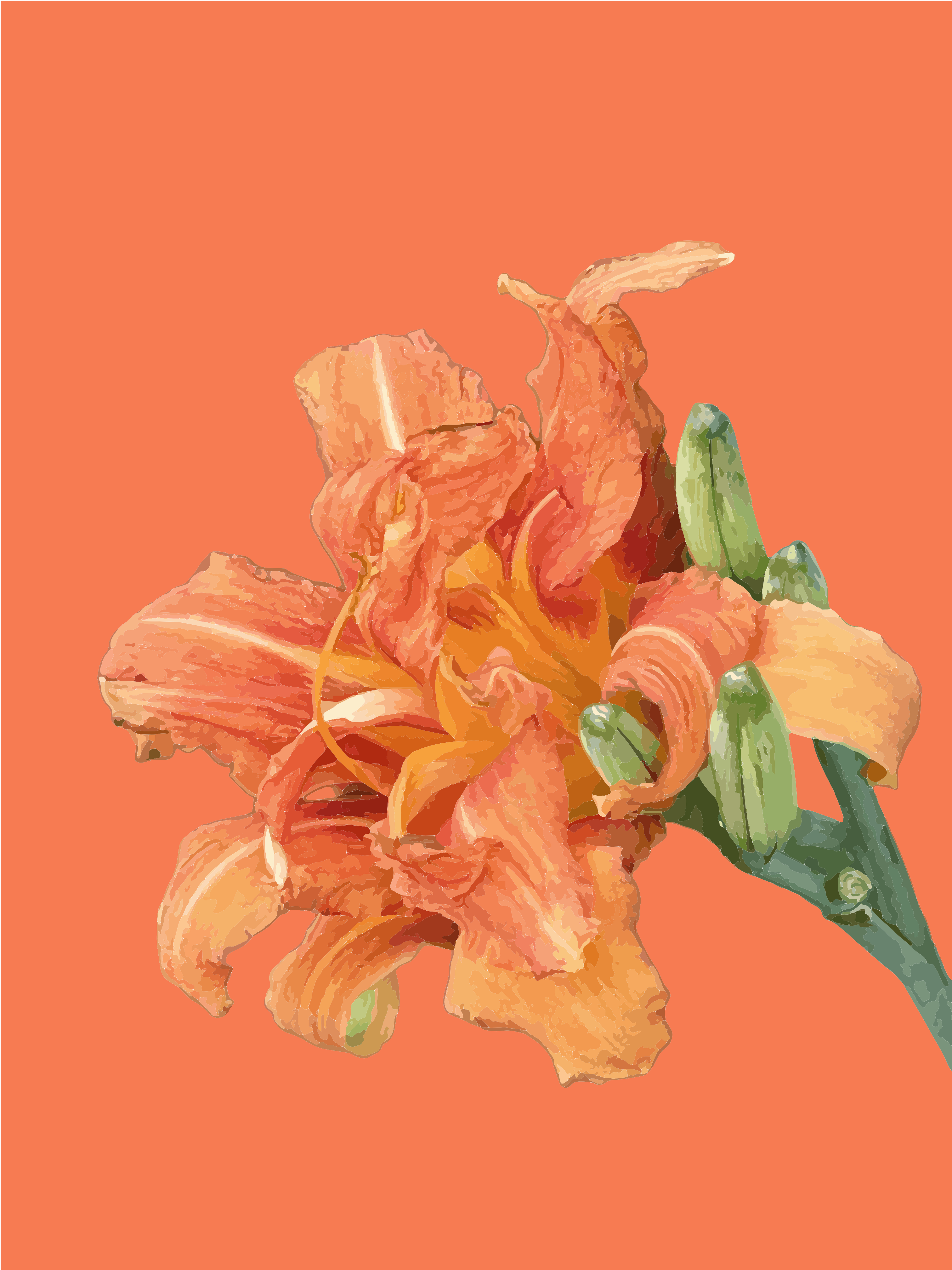 緑の蕾を持つオレンジ色のデイリリーの花が、しっかりとしたオレンジ色の背景に描かれています