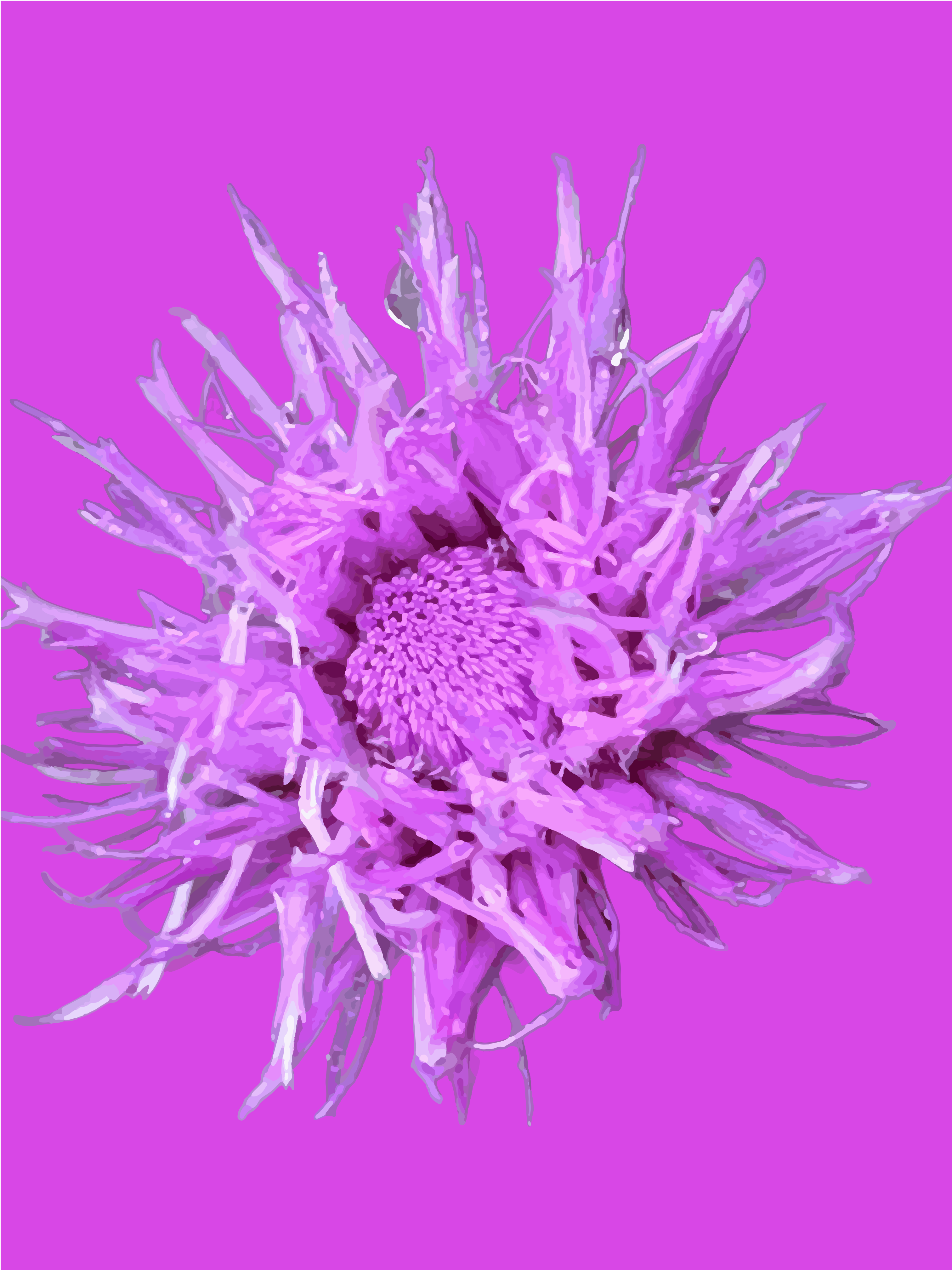 Un fiore di cardo viola con petali appuntiti su uno sfondo magenta solido