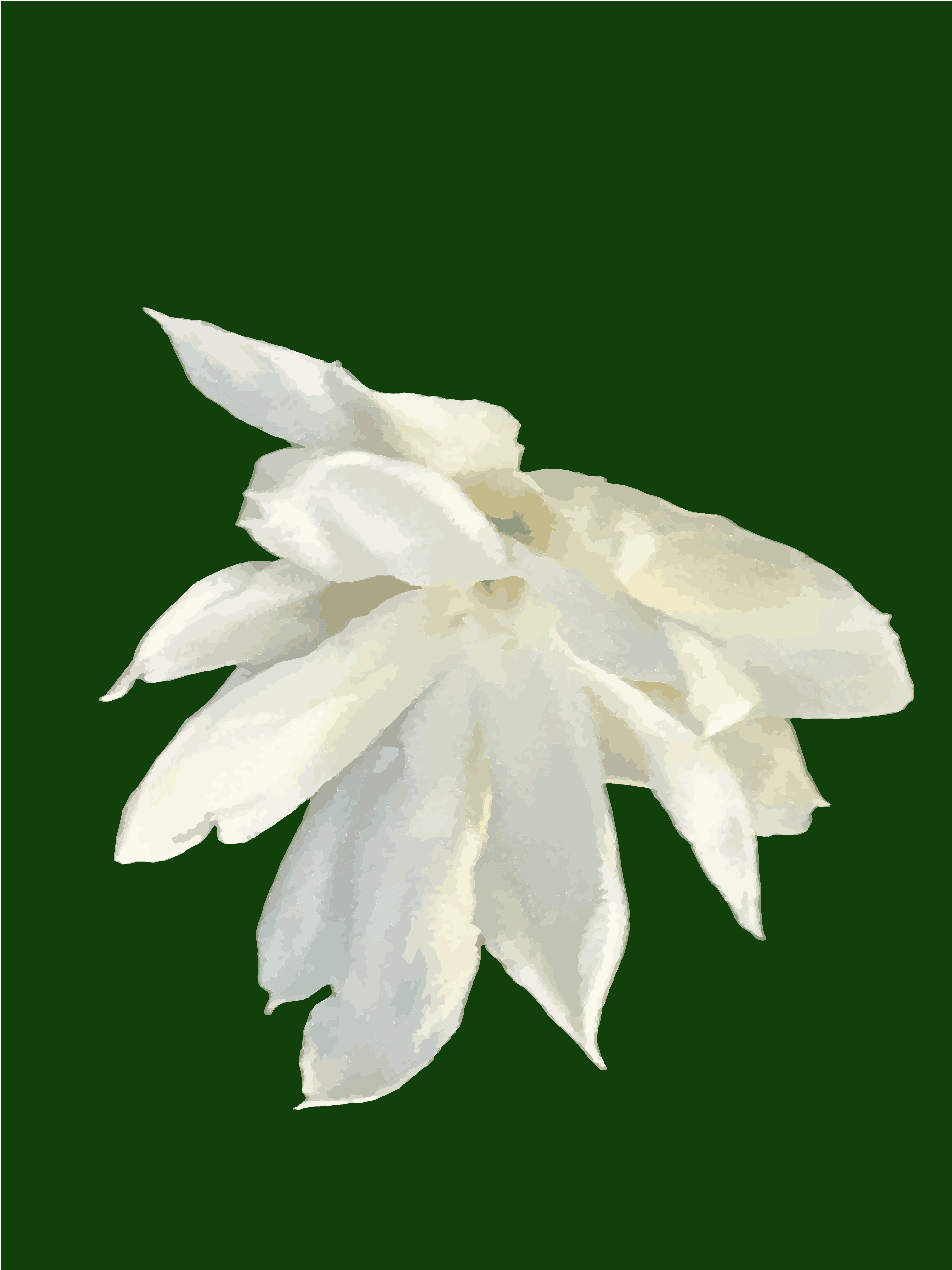 A white jasmine flower with layered petals against a solid dark green background