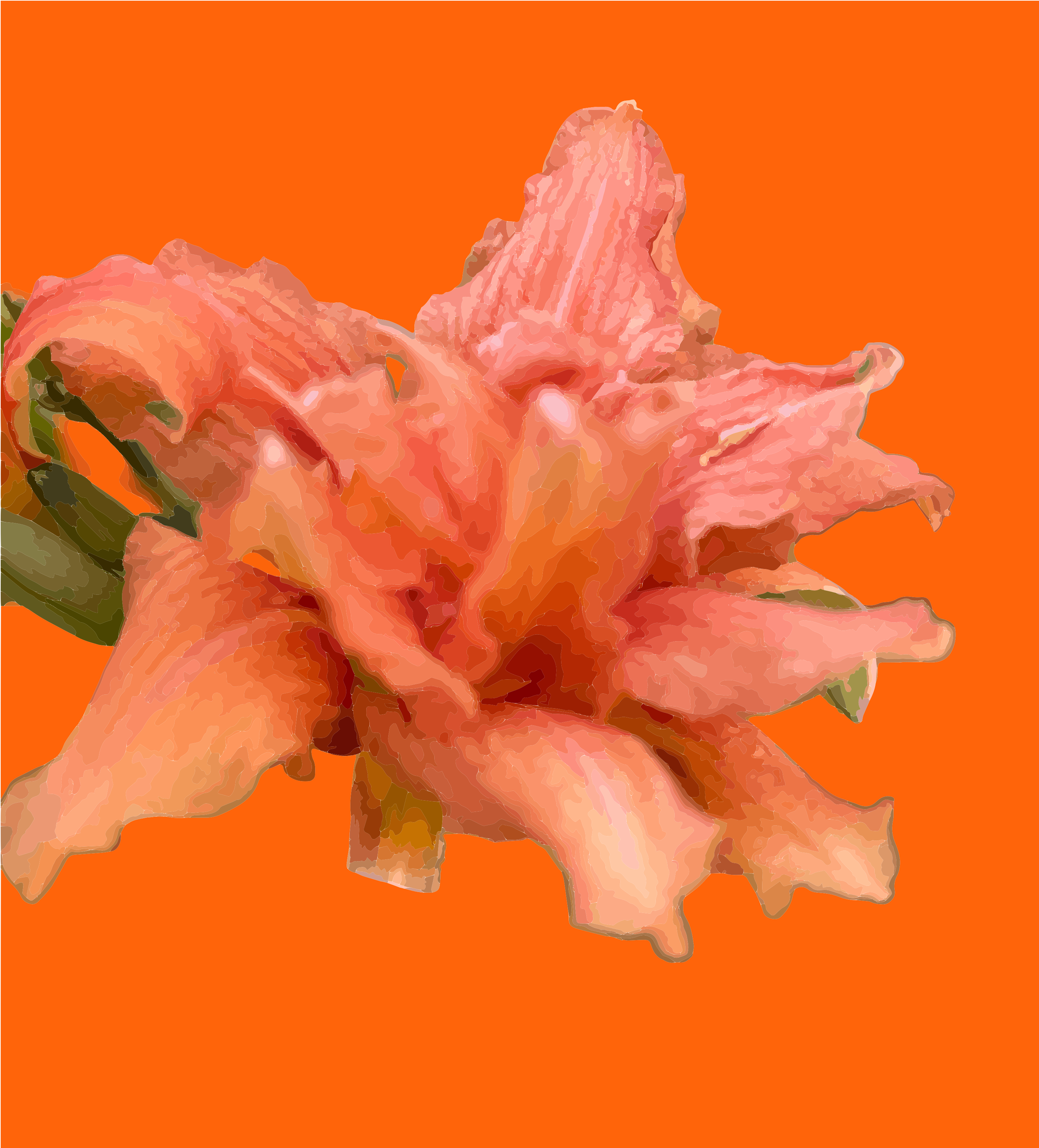 Una flor de lirio de día melocotón con volantes sobre un fondo naranja sólido