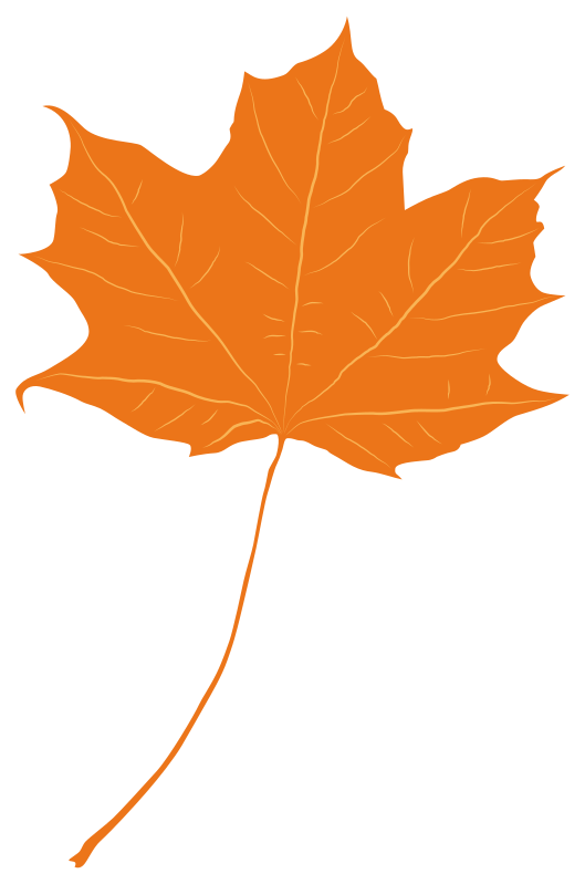 Ein einzelnes orangefarbenes Ahornblatt mit langem Stiel auf weißem Grund