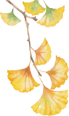 Cabang ginkgo dengan daun berbentuk kipas kuning di latar belakang putih