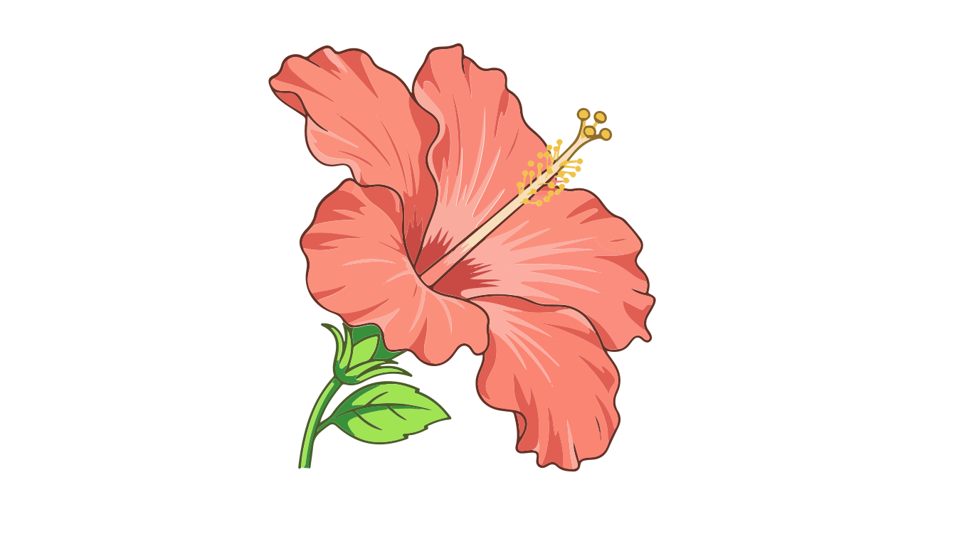 Un'illustrazione di un singolo fiore di ibisco rosa con uno stame prominente e foglie verdi