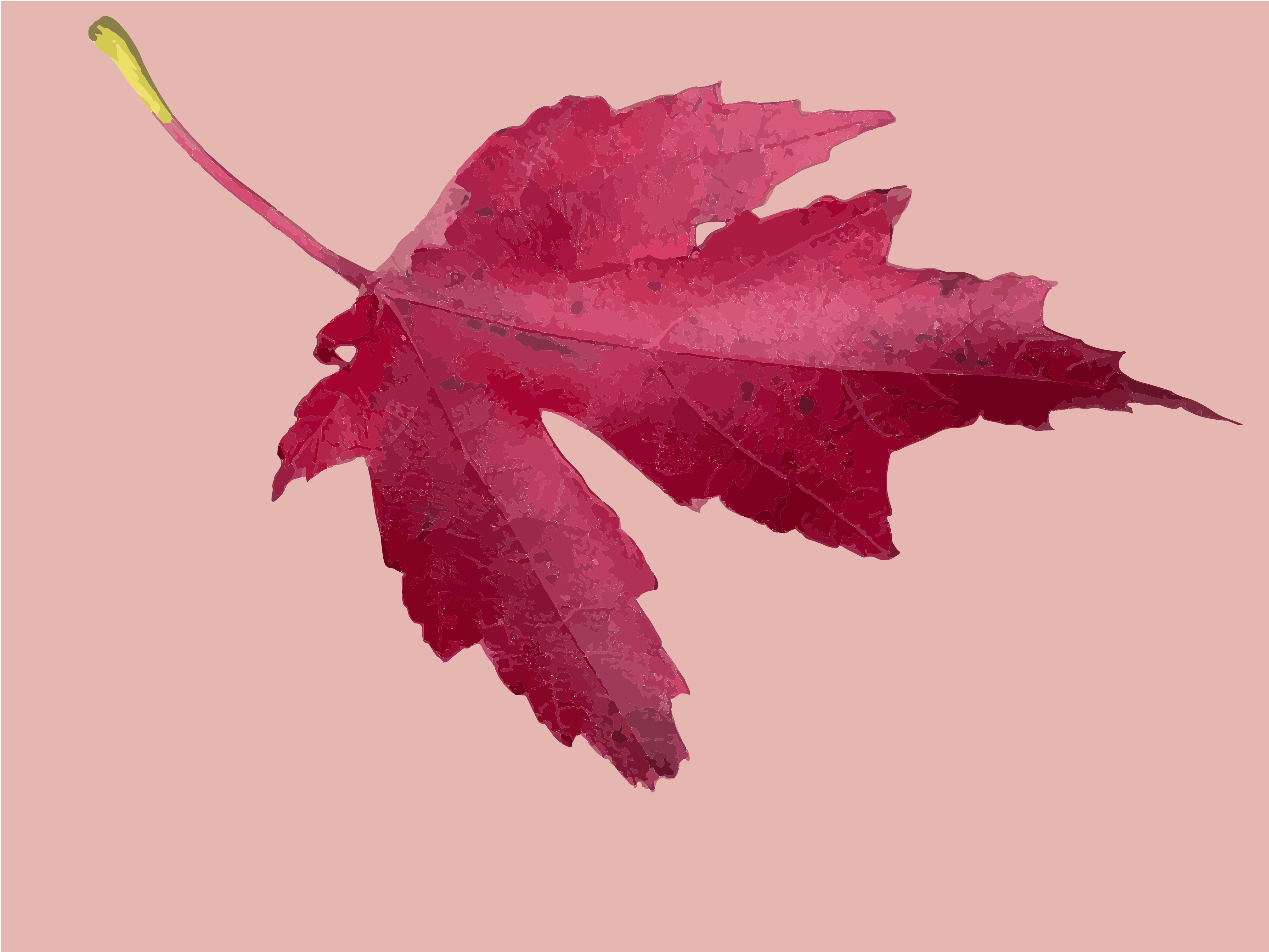 Red maple leaf on pink background - Free Vector Illustration on Unsplash
